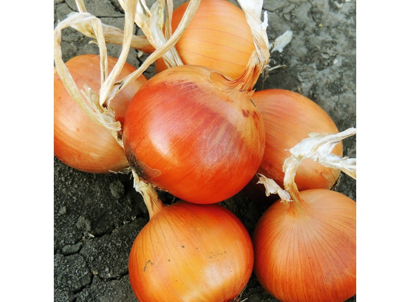 Семена лука Феникс F1 (250 000 семян), Libra Seeds (Erste Zaden)